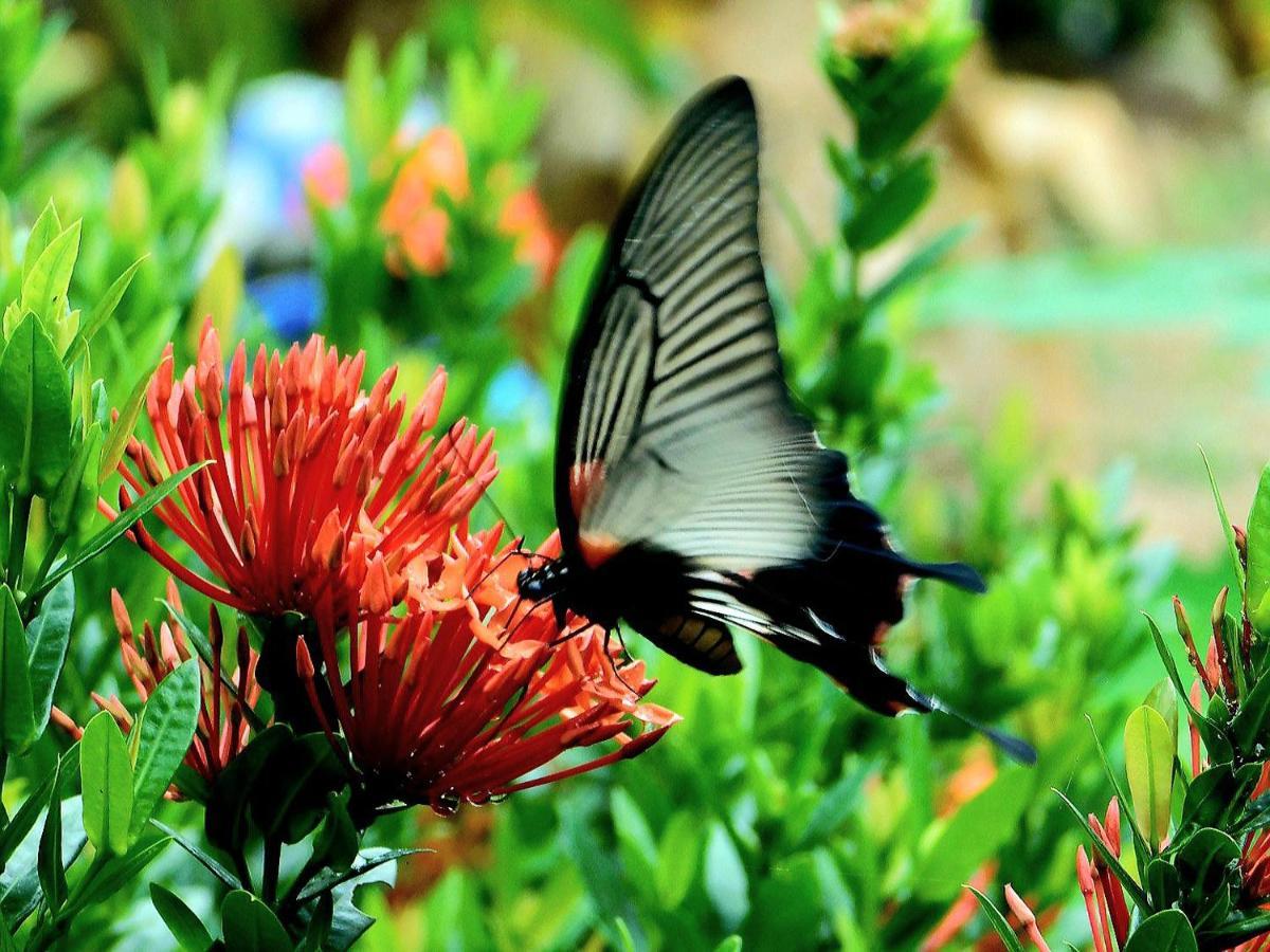 Swiss Bonihouse Koh Yao Yai Hotel Ban Phlu Nai ภายนอก รูปภาพ