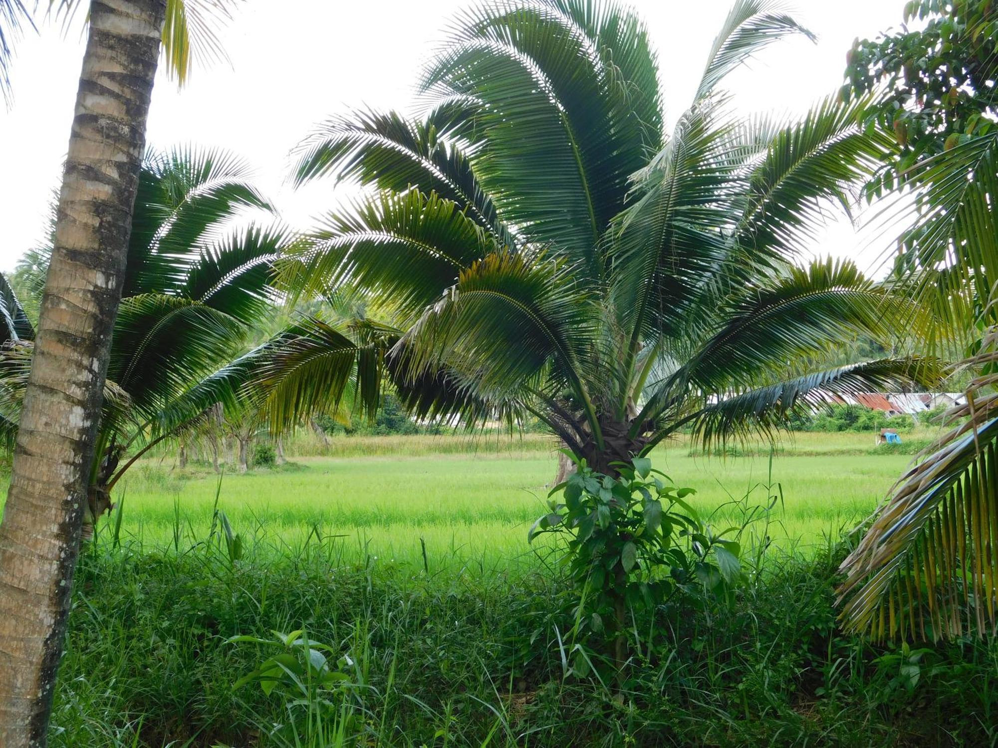 Swiss Bonihouse Koh Yao Yai Hotel Ban Phlu Nai ภายนอก รูปภาพ