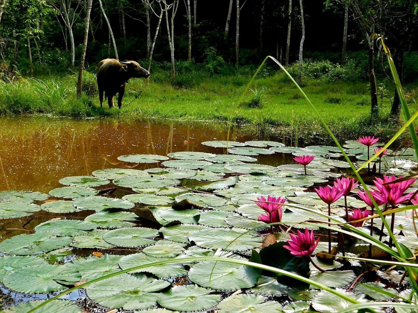 Swiss Bonihouse Koh Yao Yai Hotel Ban Phlu Nai ภายนอก รูปภาพ
