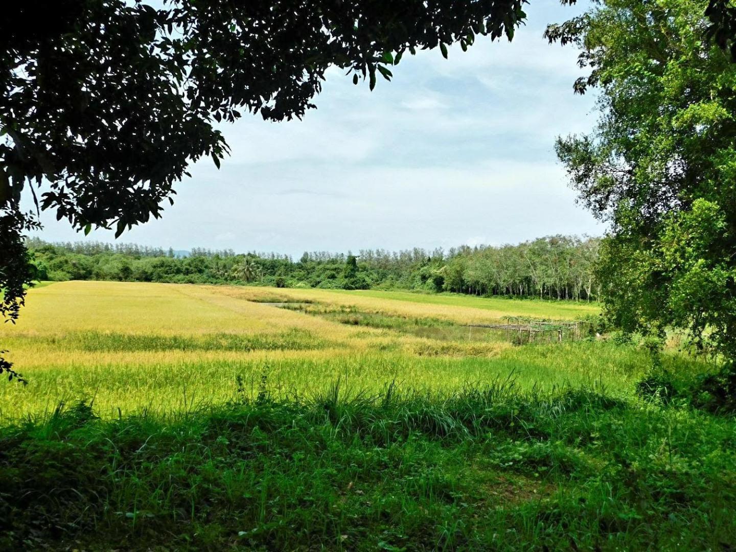 Swiss Bonihouse Koh Yao Yai Hotel Ban Phlu Nai ภายนอก รูปภาพ